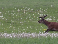 2016-05-20 15h41m47 - Edelhert - Kolka -  Kemeri  - Cor Martijn